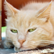 Illustration for article titled Asshole Cats Acknowledge Your Existence in Imperceptible Ways